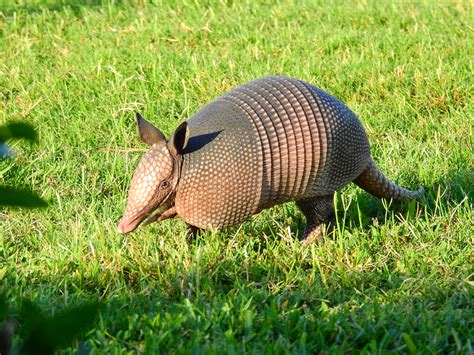 armadillo